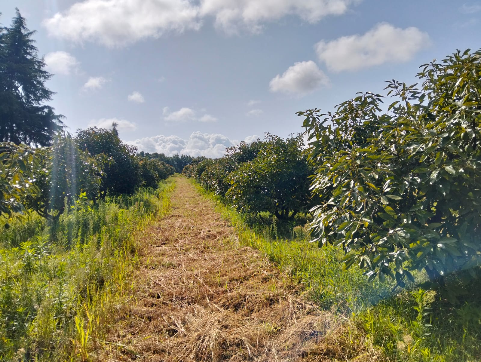 avocado orchard