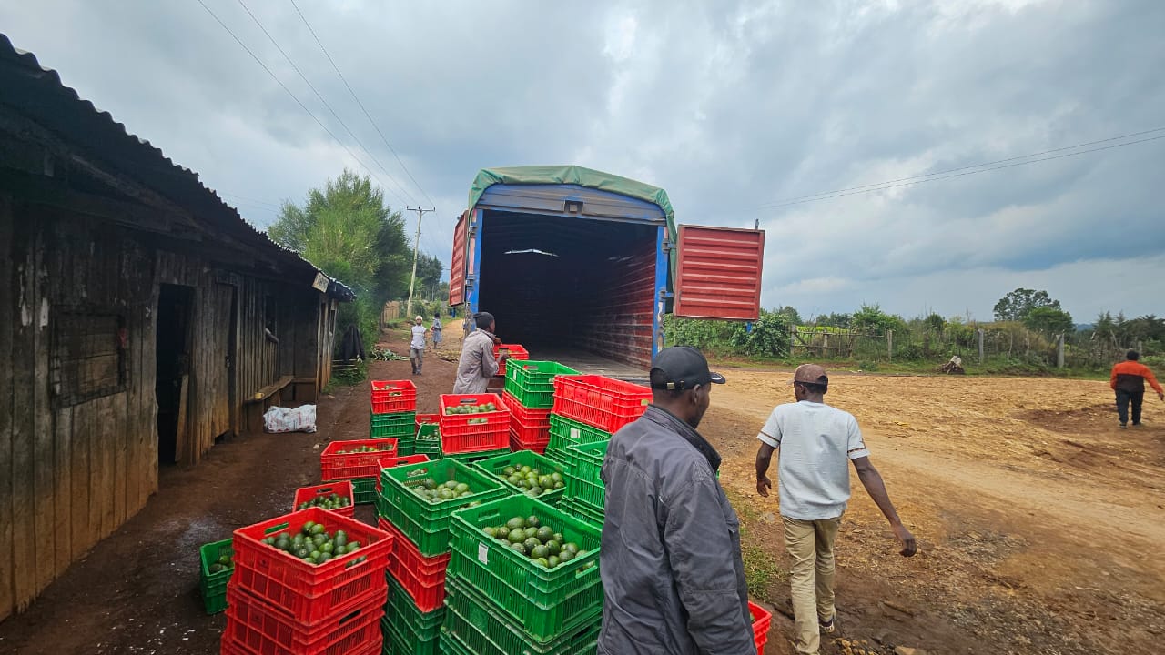 Transport to packhouse