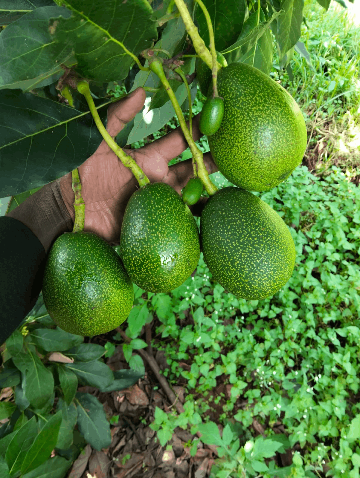EcoBloom Harvest featured image