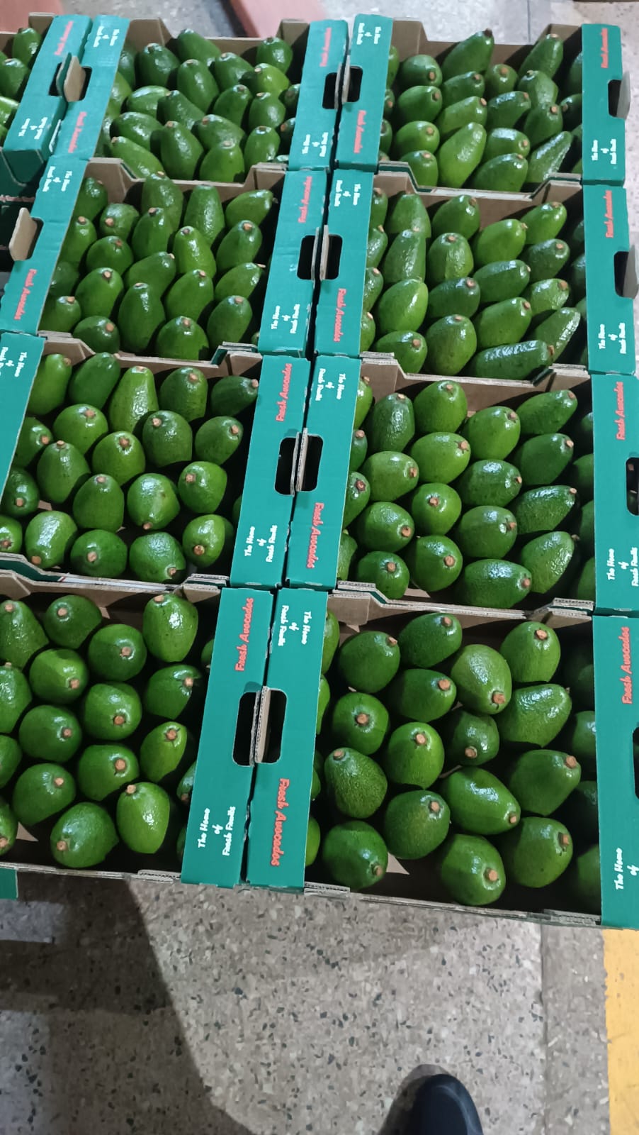 Kenyan fruits export | Ecobloom Harvest