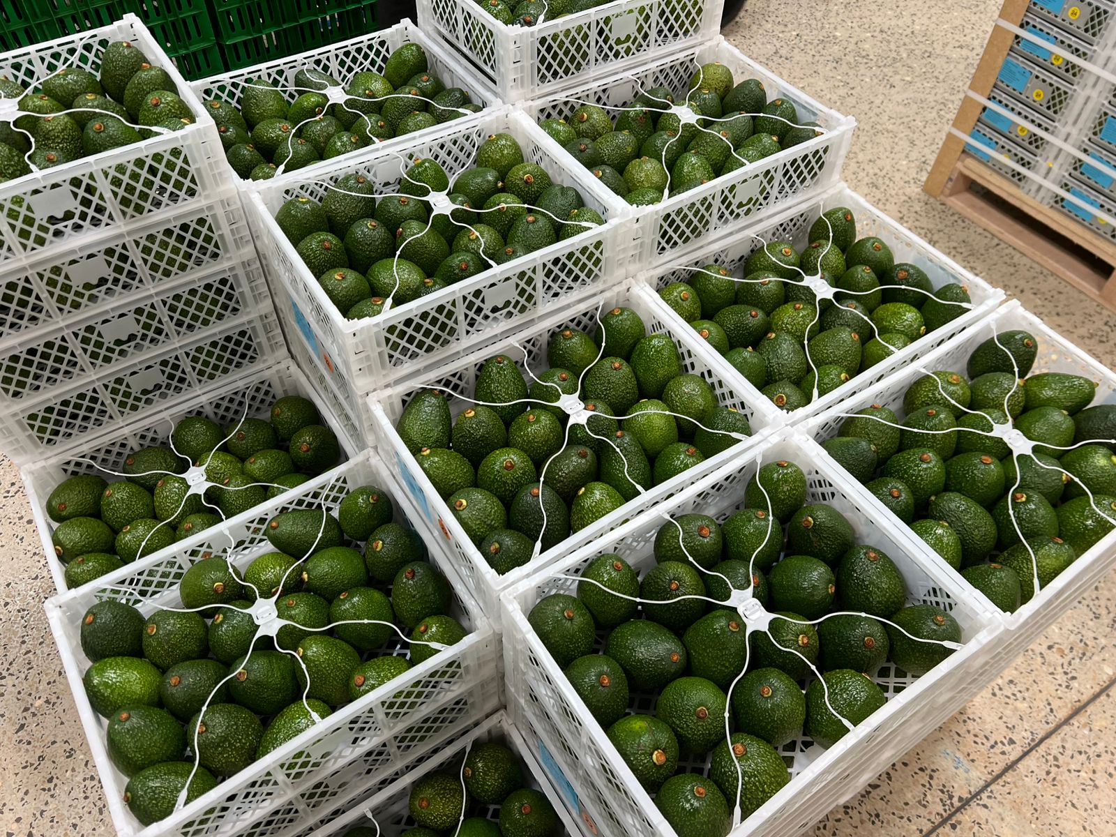 Kenyan Fresh Produce | Ecobloom Harvest